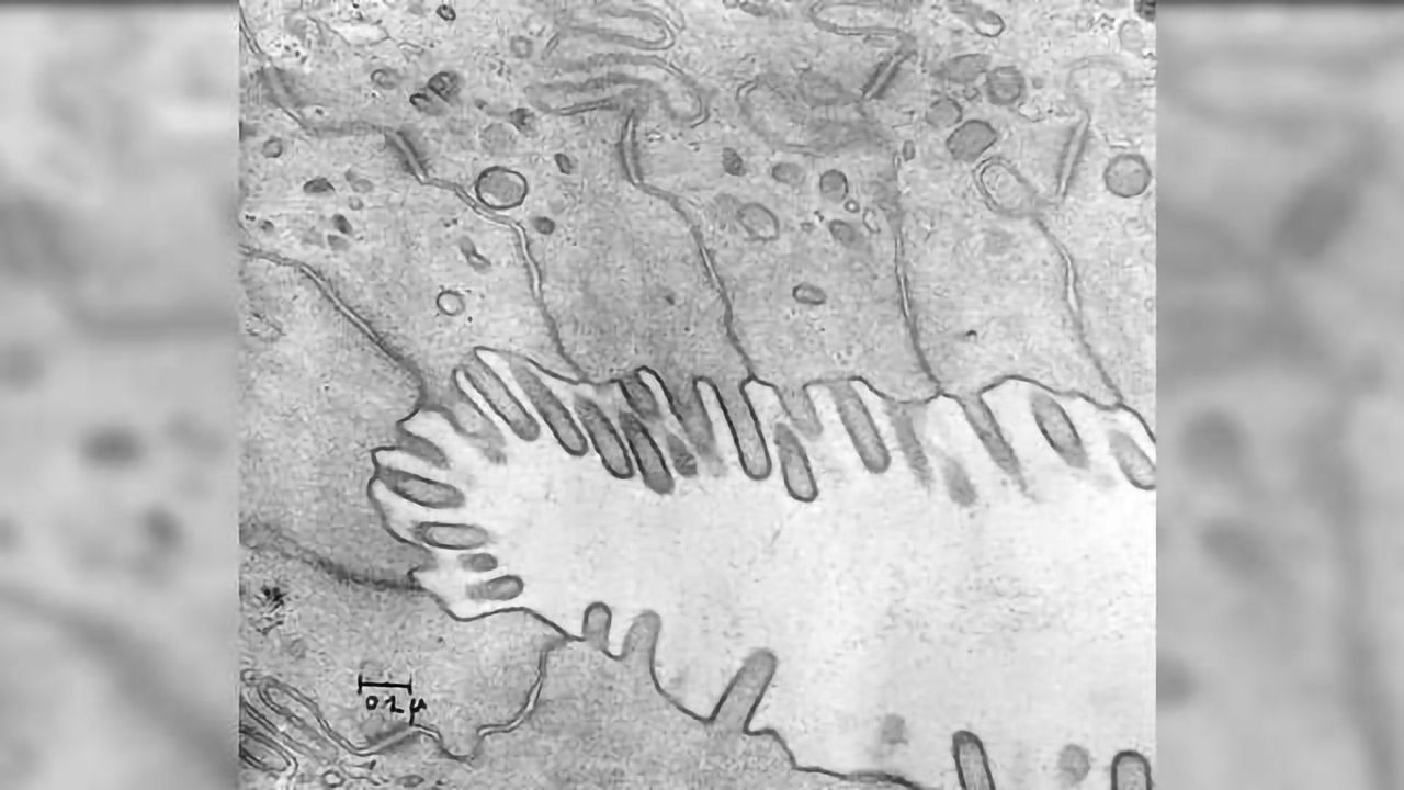 Evidence for Direct Influence of Autonomic Neurotransmitters on Stem Cell Proliferation