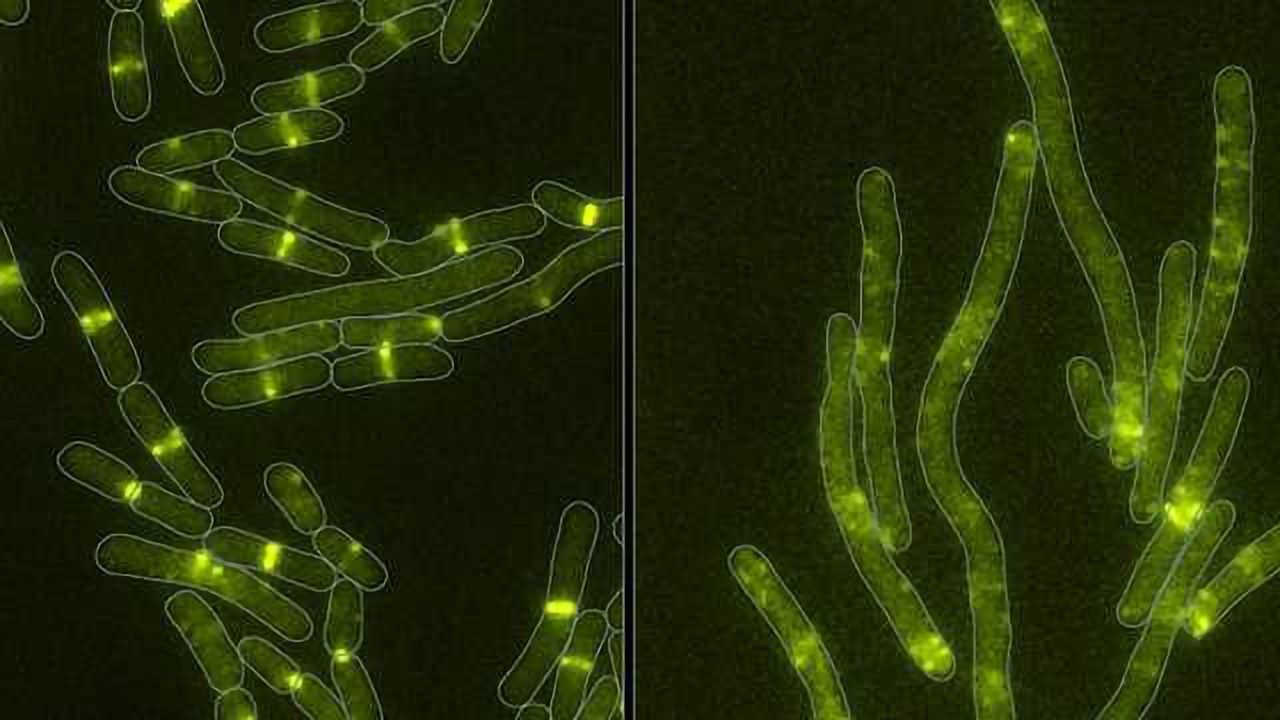 Bacteria have Familiar Weapon in War