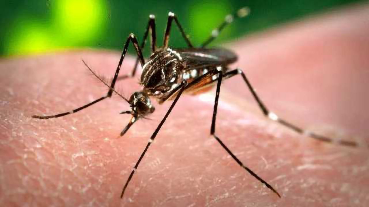 New Approach for Controlling Dengue Fever and Zika virus