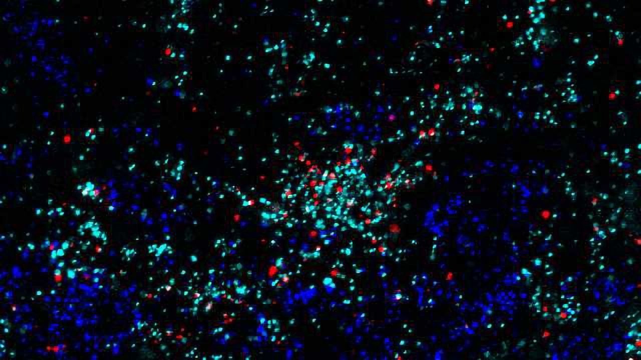 Astrocytes Show Unexpected Role in Brain Plasticity
