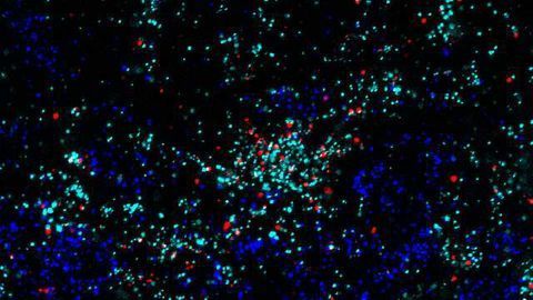 Astrocytes Show Unexpected Role in Brain Plasticity