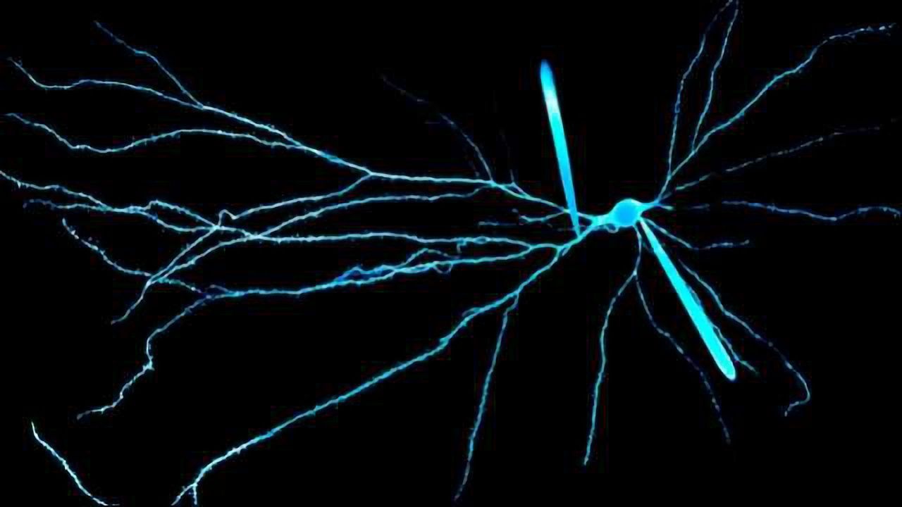 The Electric Signals That Make the Human Brain Unique