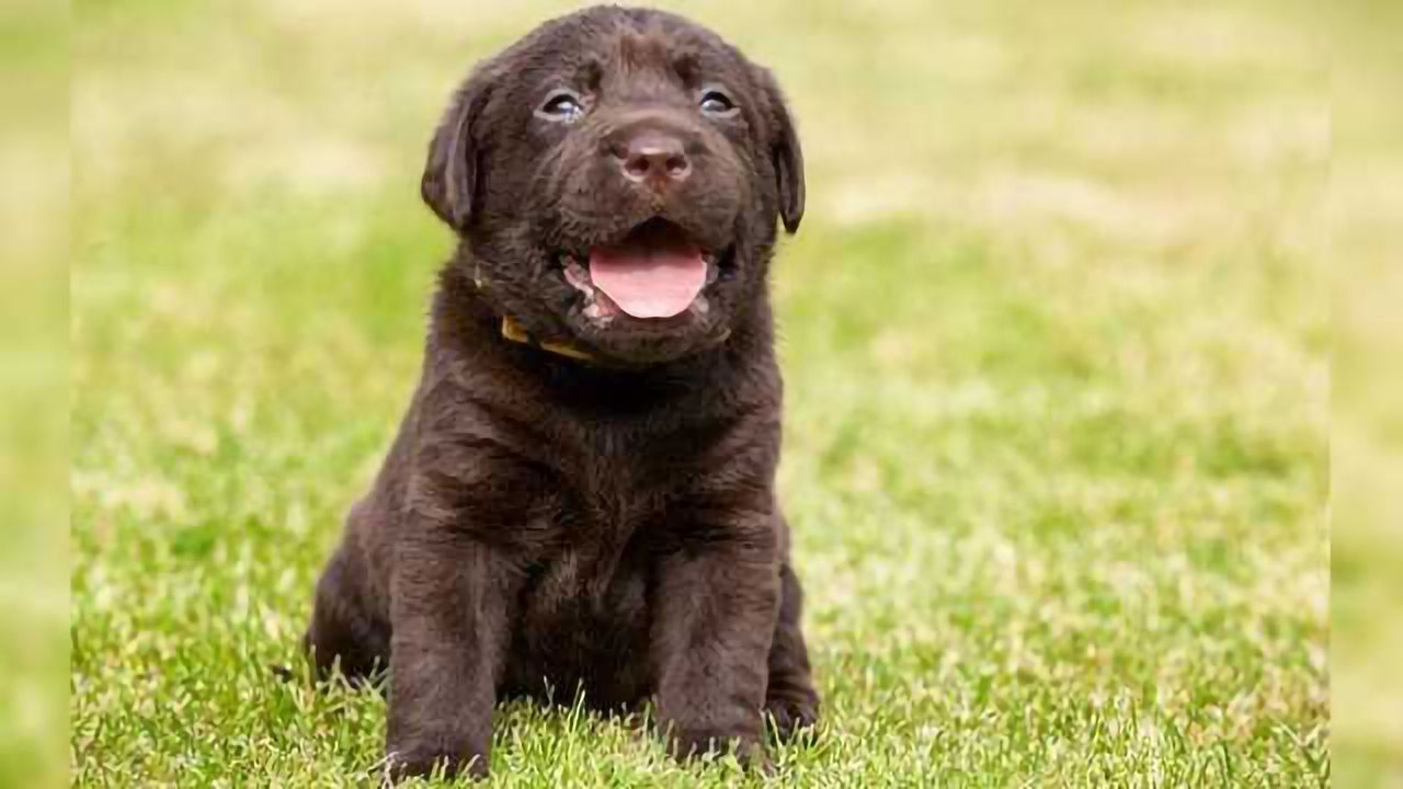 A Dog's Color Could Impact Life Expectancy