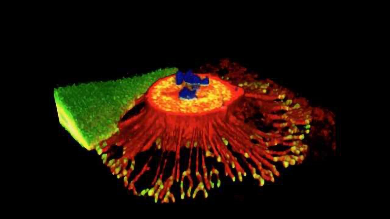 Structure Discovered Which Mediates Cell-matrix Attachment During Mitosis
