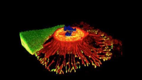 Structure Discovered Which Mediates Cell-matrix Attachment During Mitosis