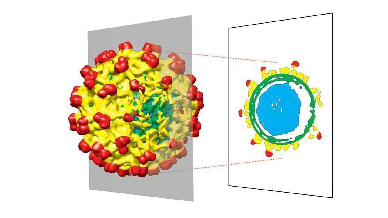 Spherical Viruses Don't Appear to be Spherical