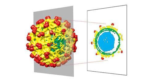 Spherical Viruses Don't Appear to be Spherical