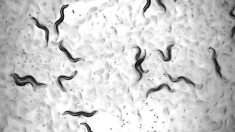 Drug Cocktail Could Increase Lifespan