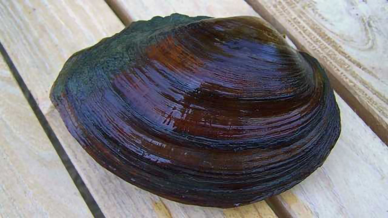 Fracking Waste Accumulates in Freshwater Mussels