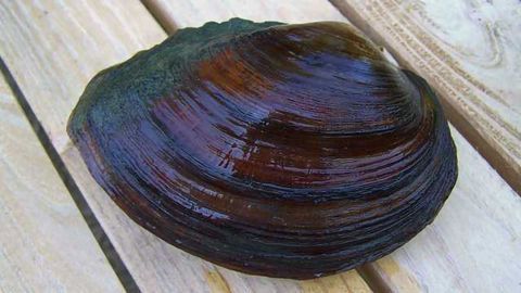 Fracking Waste Accumulates in Freshwater Mussels