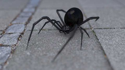 How Does the Black Widow Get Its Strength?