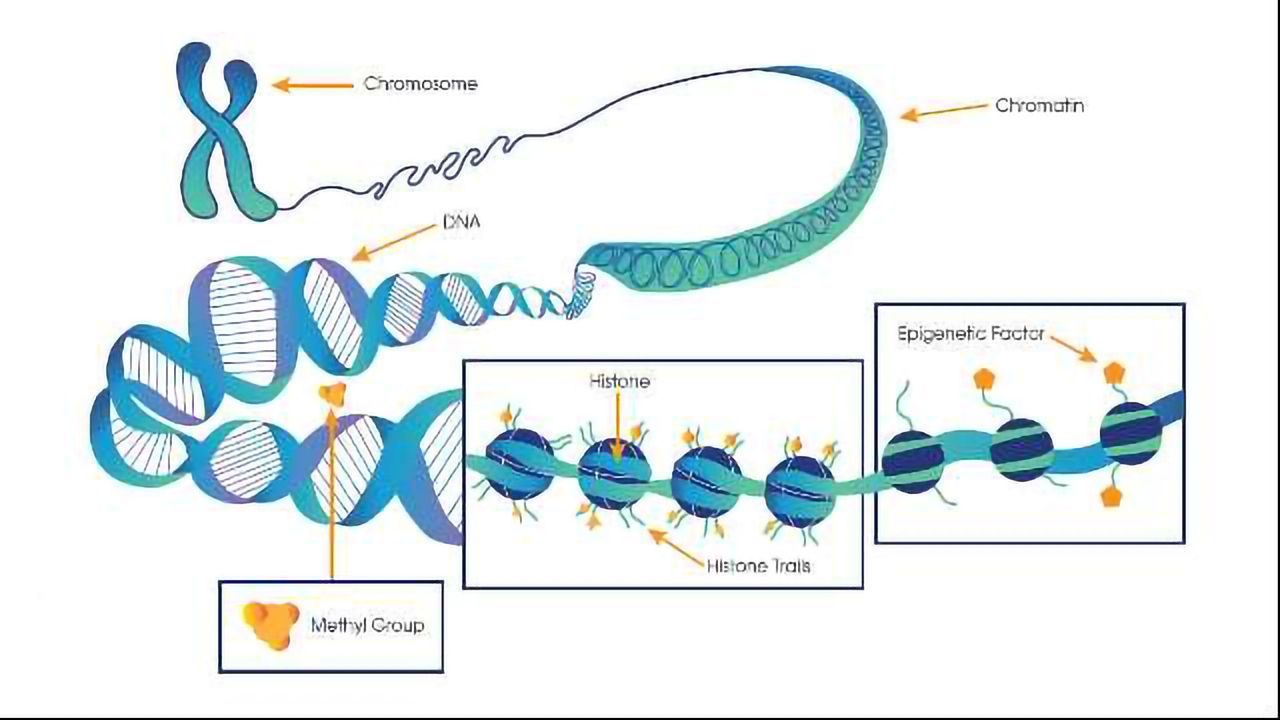 How the Brain's Epigenetic Factors Change in Alzheimer's
