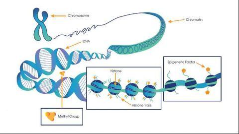 How the Brain's Epigenetic Factors Change in Alzheimer's