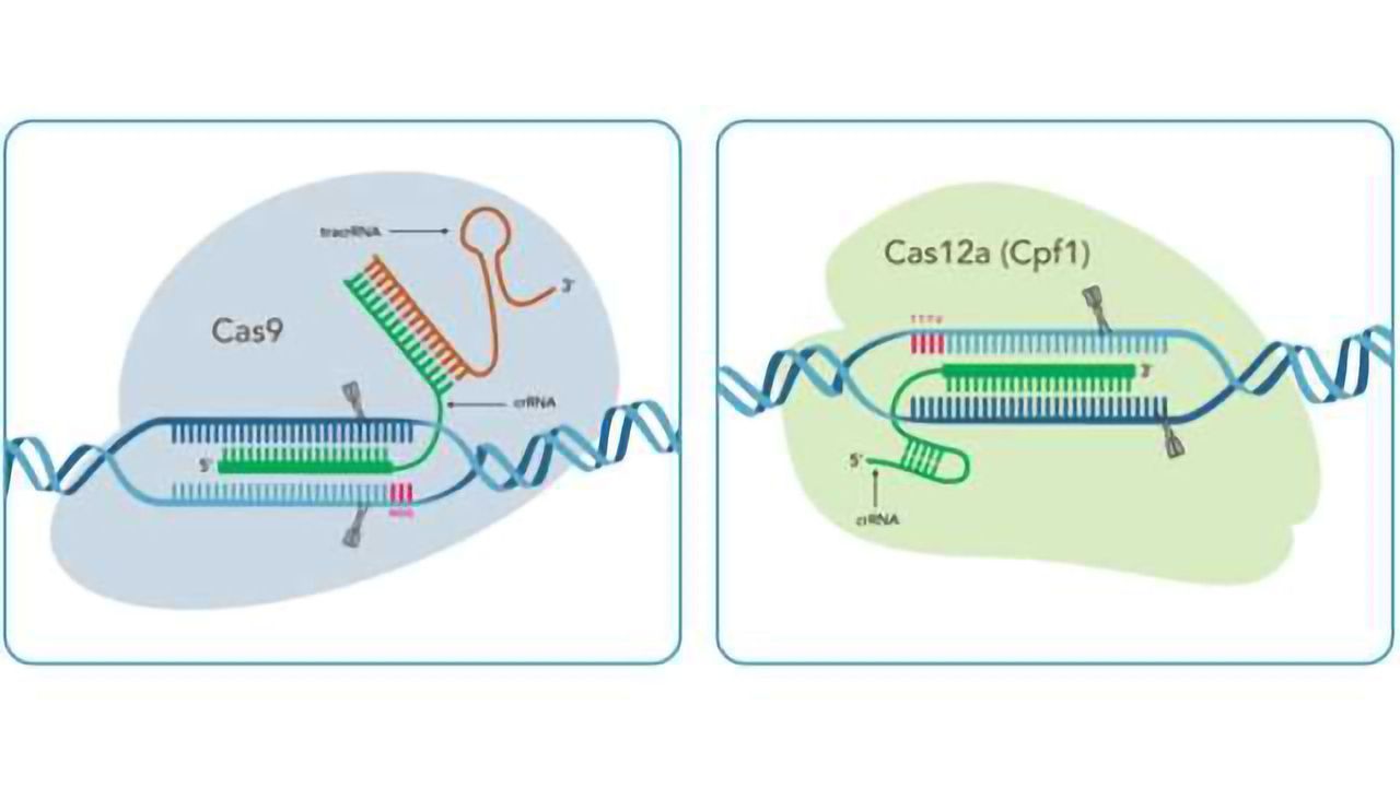 IDT Showcases CRISPR Expertise in Europe