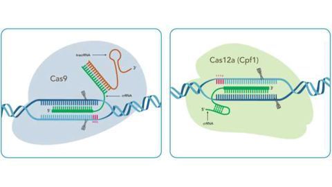 IDT Showcases CRISPR Expertise in Europe