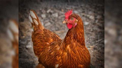 Vaccine Shows Promise Against Chicken Disease
