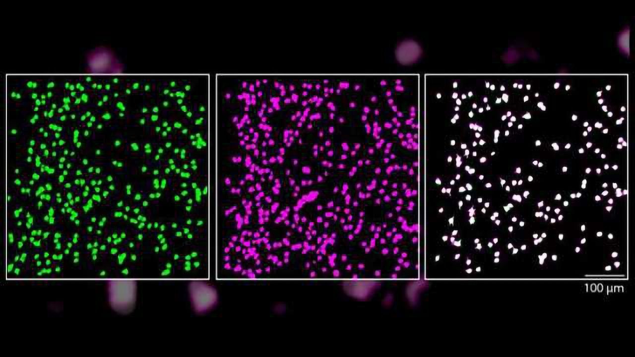 Neurons Reliably Respond to Straight Lines