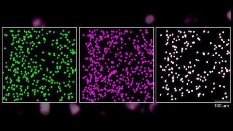 Neurons Reliably Respond to Straight Lines