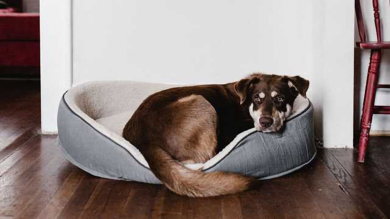 Your Pet Can Tell How Long You've Kept Them Waiting