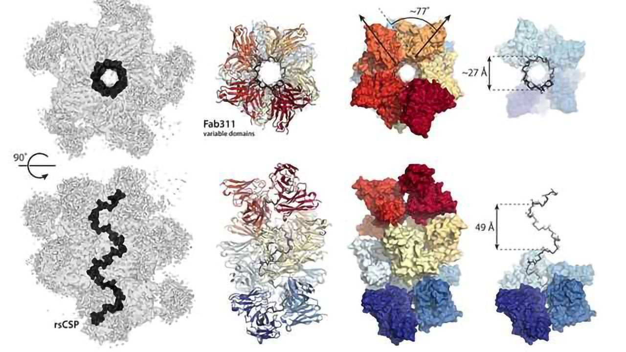 Fascinating Antibody Interactions Provide Insights for Malaria Vaccine Design