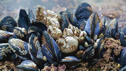 Are Mussels Really Good Indicators of Ocean Pollution?