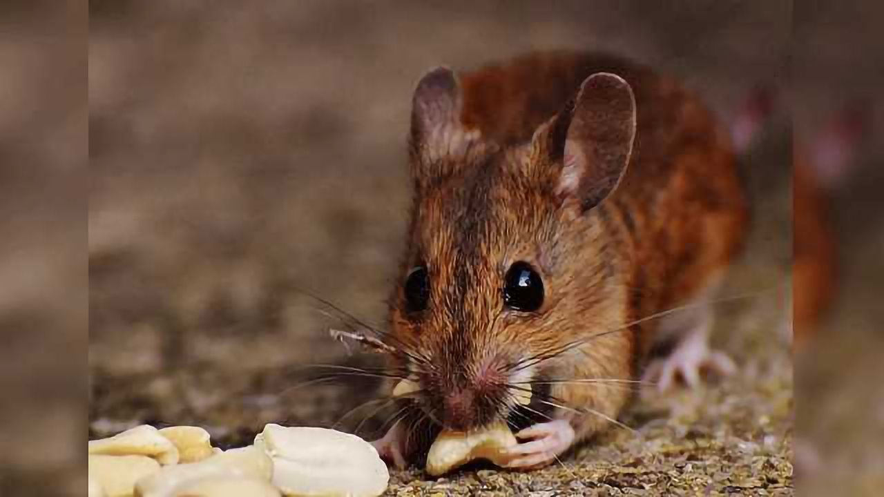 Targeting Cold and Nicotine Receptors Slims Obese Mice