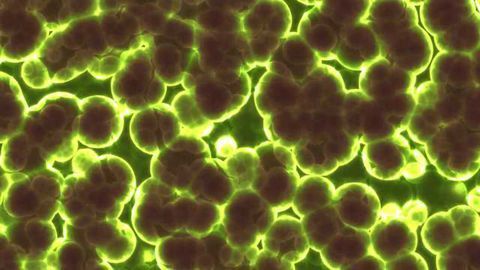 Altering Amino Acid Availability May Reduce Susceptibility to C. diff