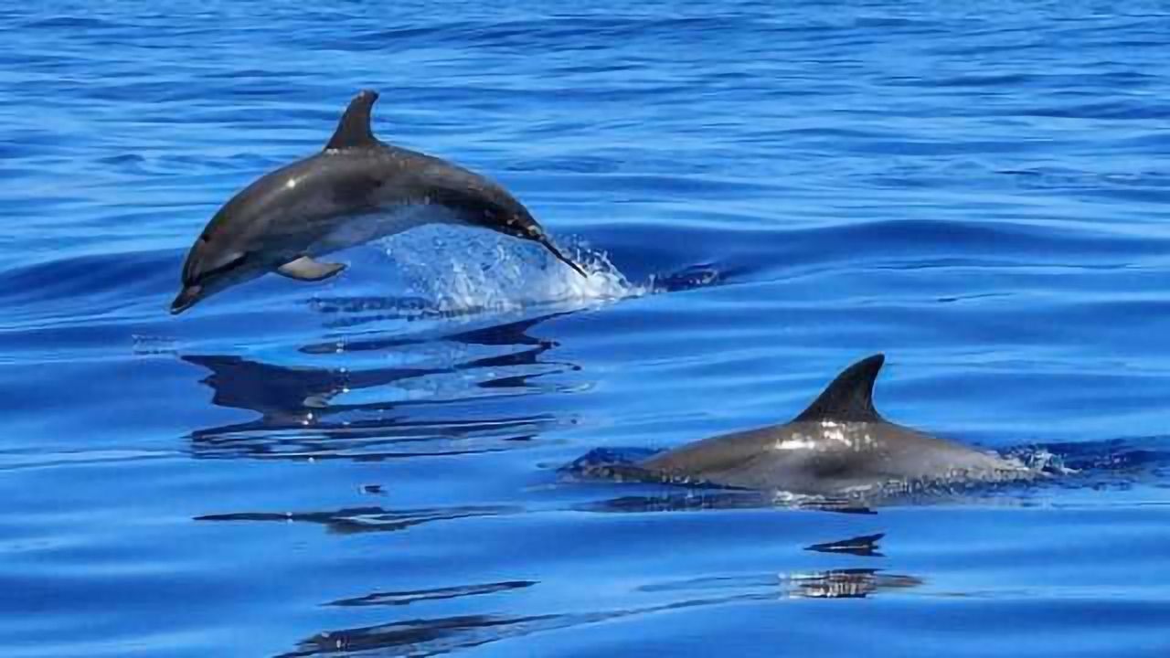 Dolphins Change Their Calls Due to Noisy Oceans