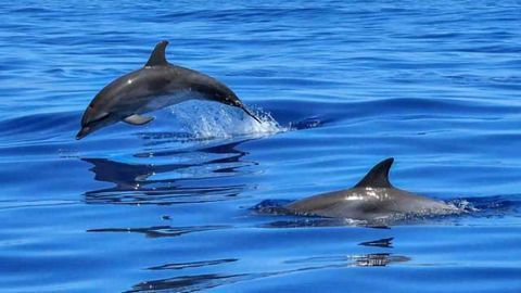Dolphins Change Their Calls Due to Noisy Oceans