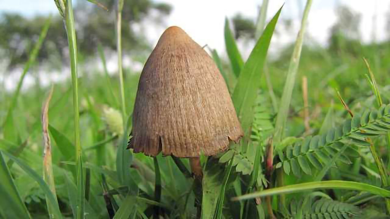 Magic Mushroom Ingredient Classified as a 'Breakthrough Therapy' for Treatment-resistant Depression by FDA