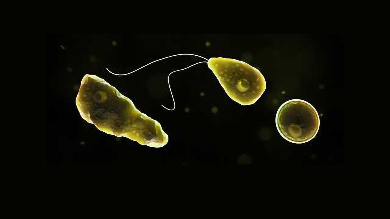 Brain-Eating Amoebae Halted by Silver Nanoparticles
