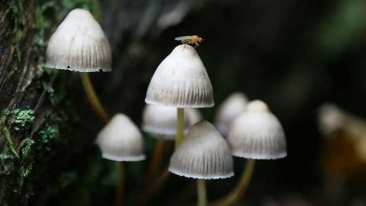 Microdoses of Magic Mushrooms May Unlock Creativity