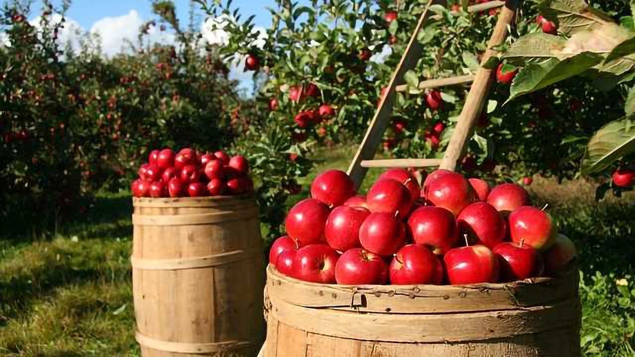 Insufficient Fruit and Vegetables Grown to Feed the World
