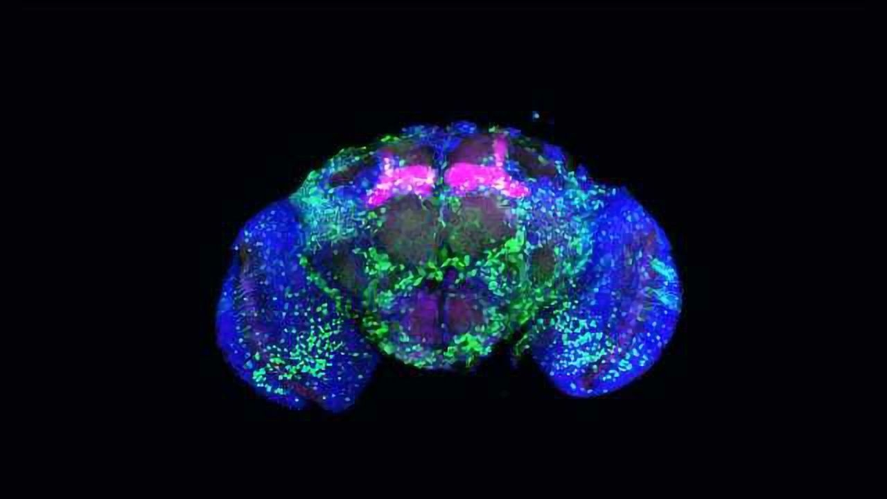 Just a Few Drinks Alter How the Brain Forms Memories
