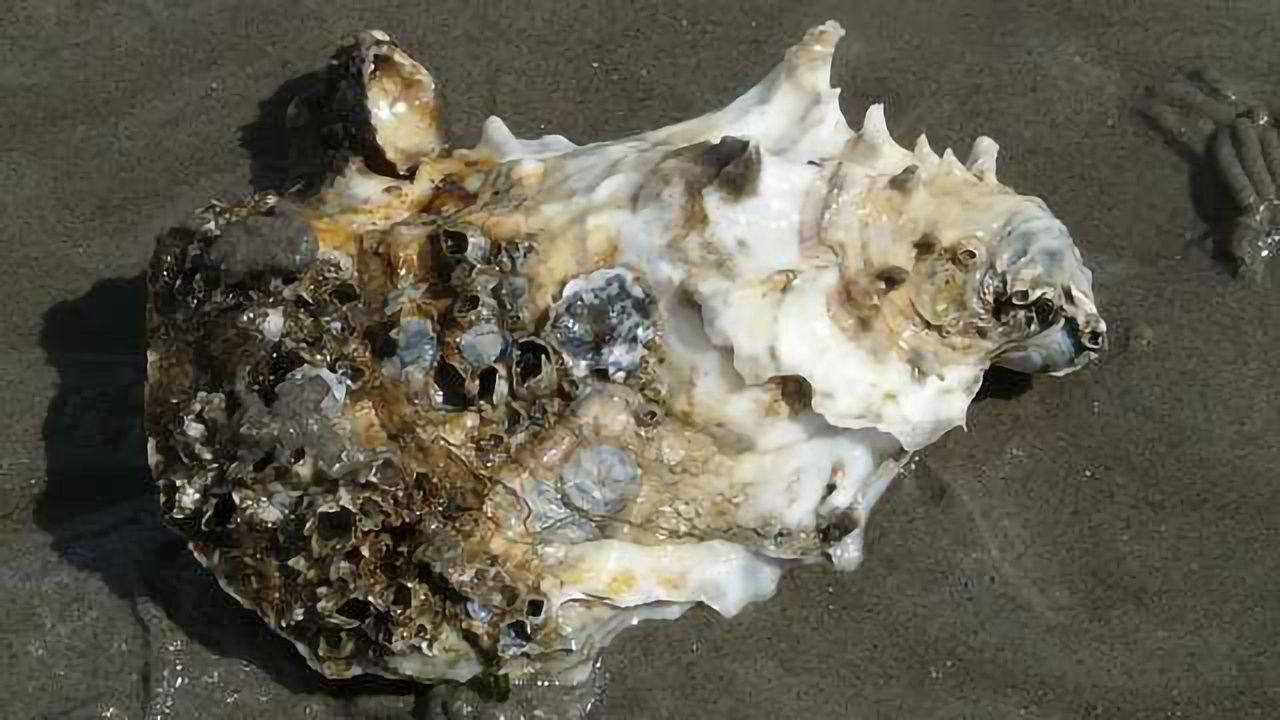 Even the Most Tolerant Oysters Under Threat