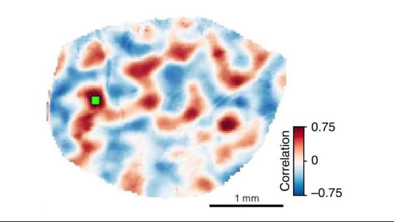 Developing Neurons Act Locally to Build Globally