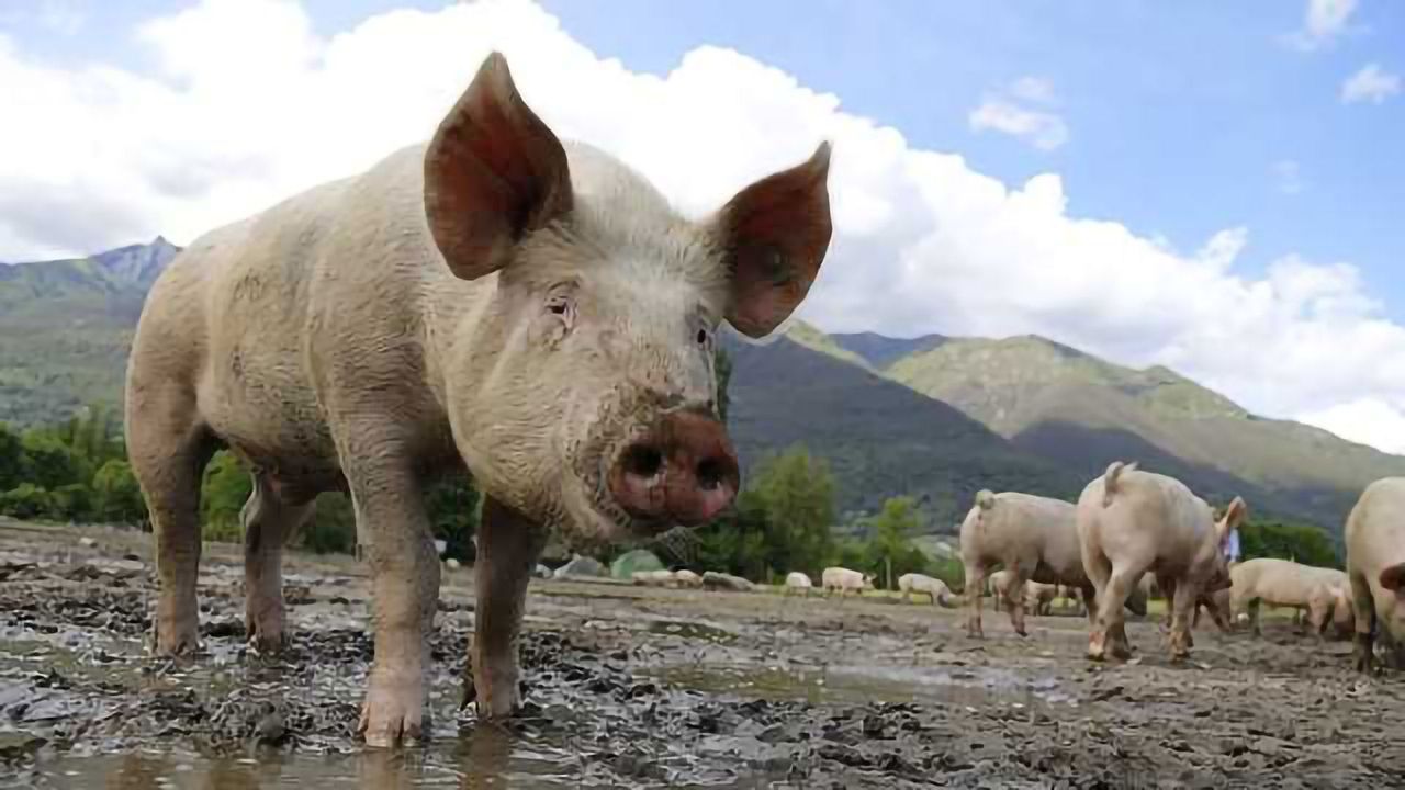Nanocomposite Will Reduce Pig Pollution