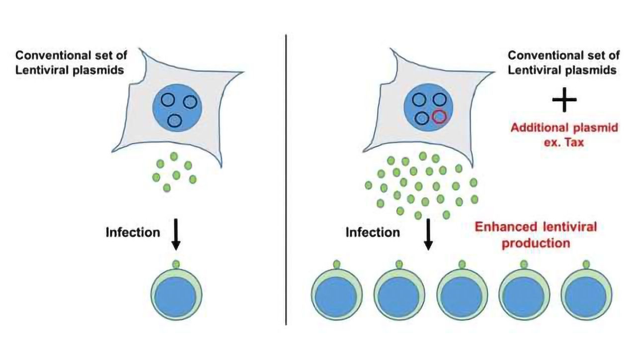 Virus Production Boosted to Generate More Vectors for Gene Transfer