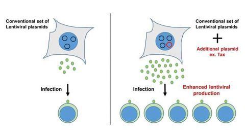 Virus Production Boosted to Generate More Vectors for Gene Transfer