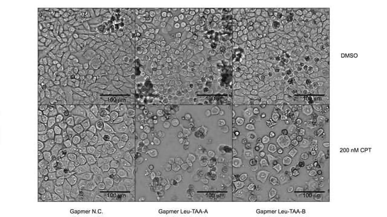 Boosting Tumor Cell Drug Sensitivity