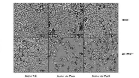 Boosting Tumor Cell Drug Sensitivity