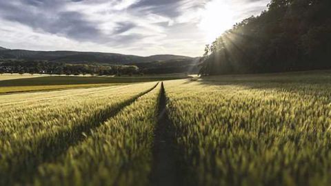 How Plants Cope with Stress
