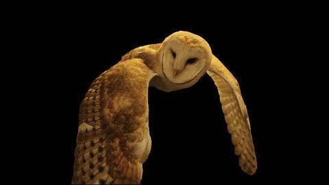 Barn Owls Help Explain How the Brain Pays Attention