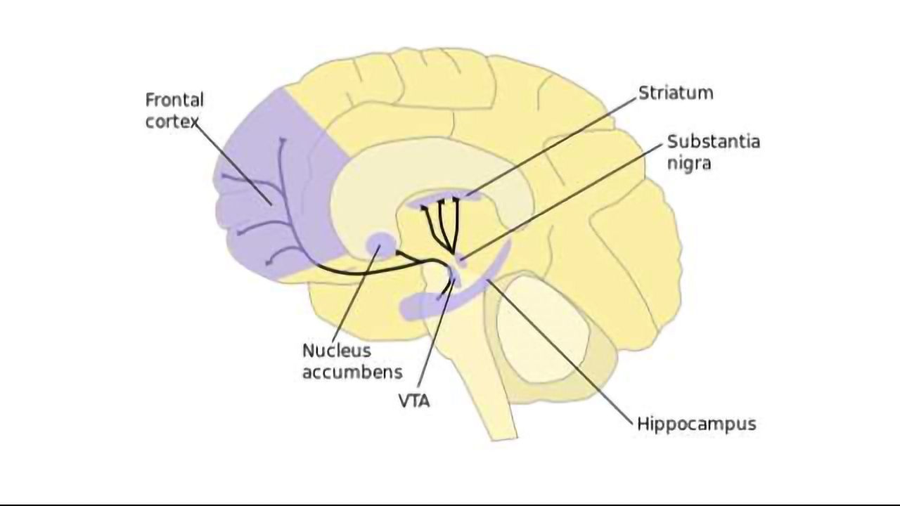 Dopamine Neurons Reinforce Addiction to Heroin