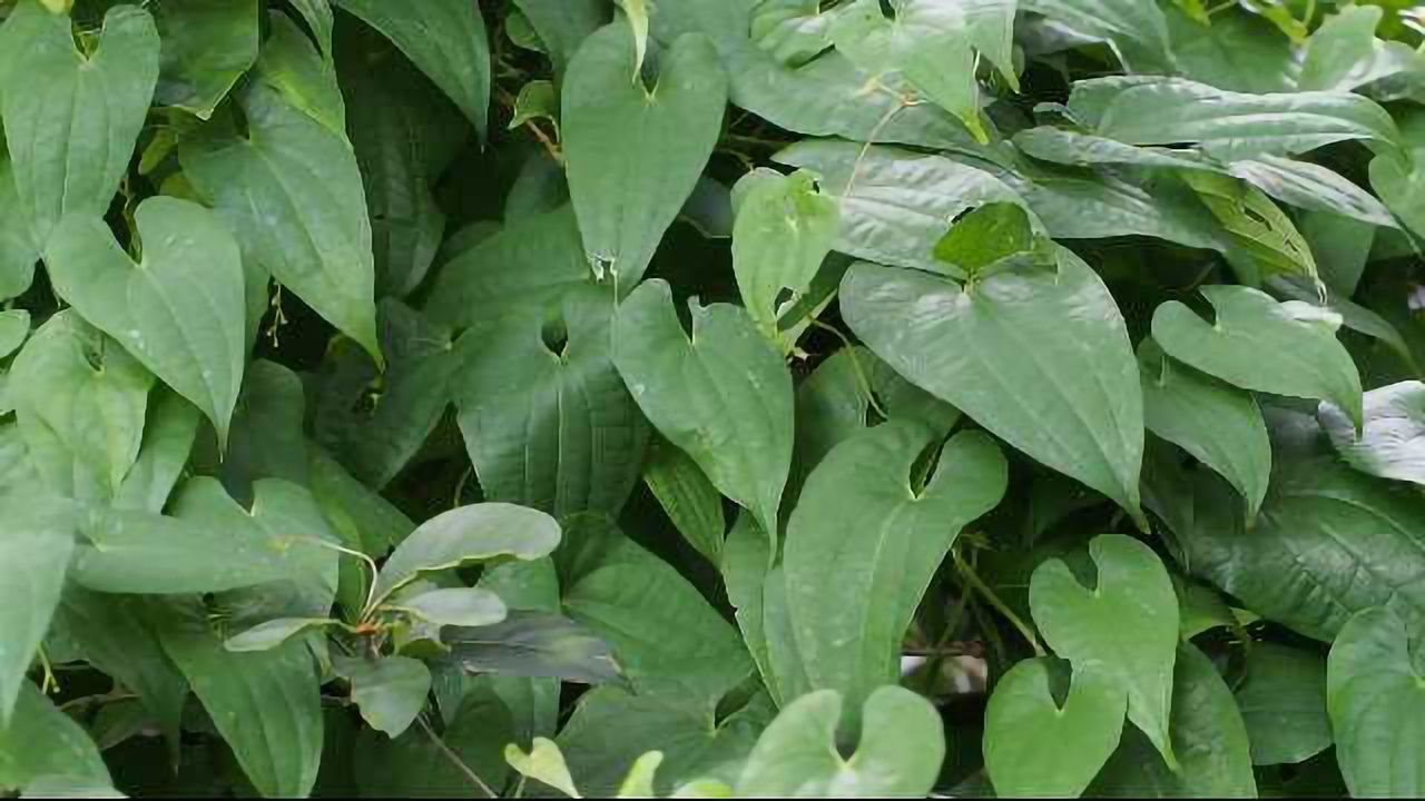 Candidate Drug Proposes a Botanical Solution to Neuropathic Pain
