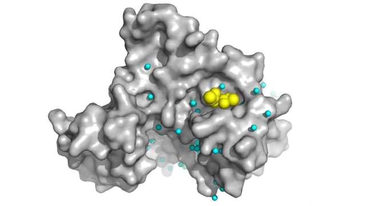 Researchers Uncover How Drug Treats Sclerosis and Psoriasis