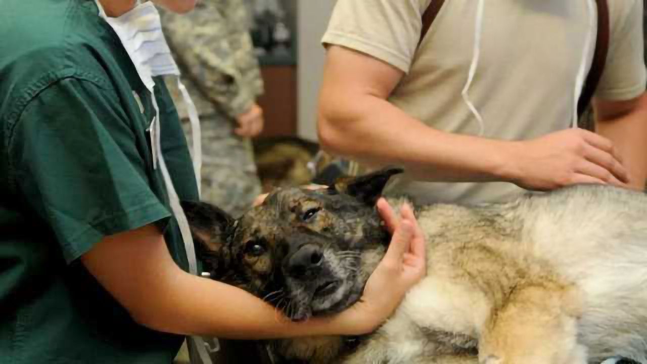 Drug Improves Safety of Canine Sedation and Anesthesia