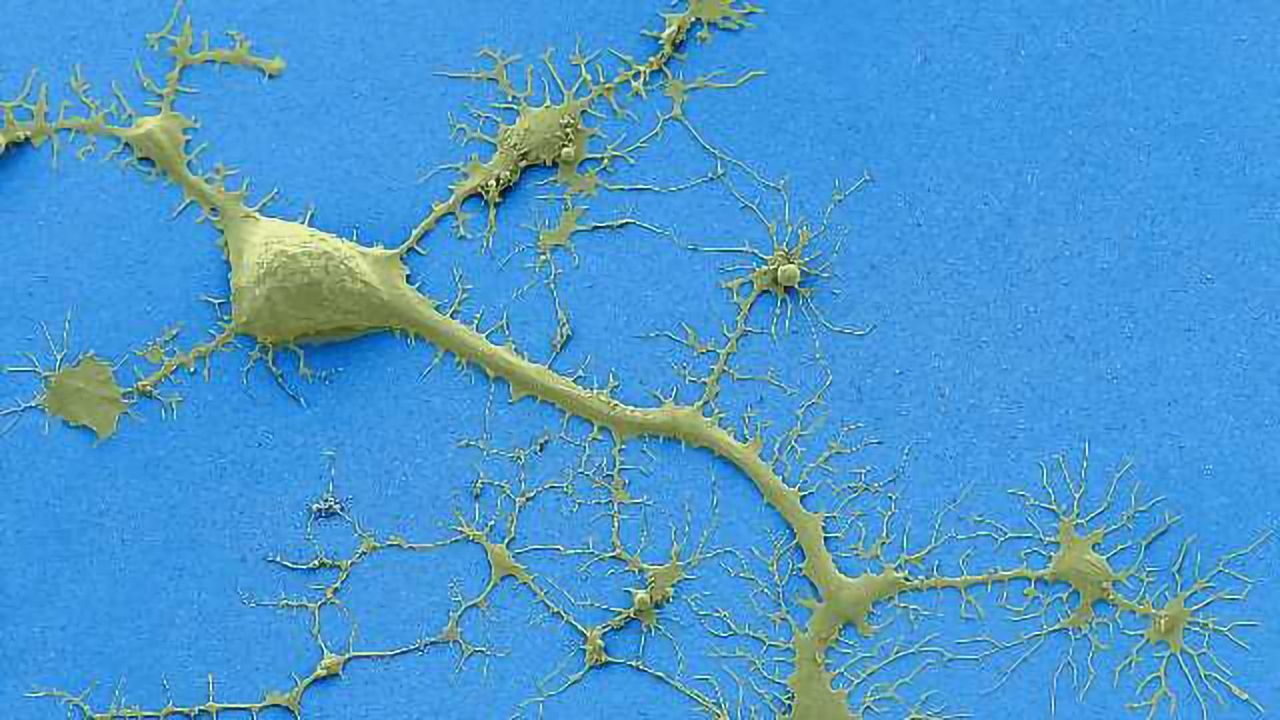 Stunning Images From Microscopy