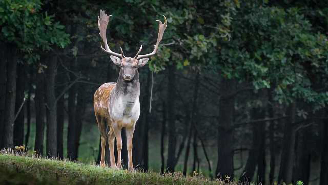 Deer Antler Proliferation Genes Profiled In Vitro