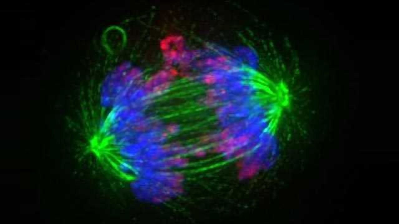 Cancer Drug Tactic Could Spell Double Trouble for Tumors